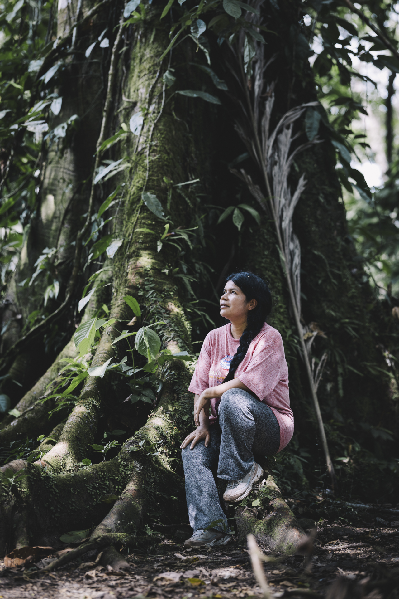 Die riesigen Ceiba-Bäume gelten als heilig. Sie können bis zu 1.000 Jahre alt werden. Ihre Kronen ragen über die anderen Regenwaldstämme hinaus. Illegale Holzunternehmen machen auch vor ihnen nicht halt.